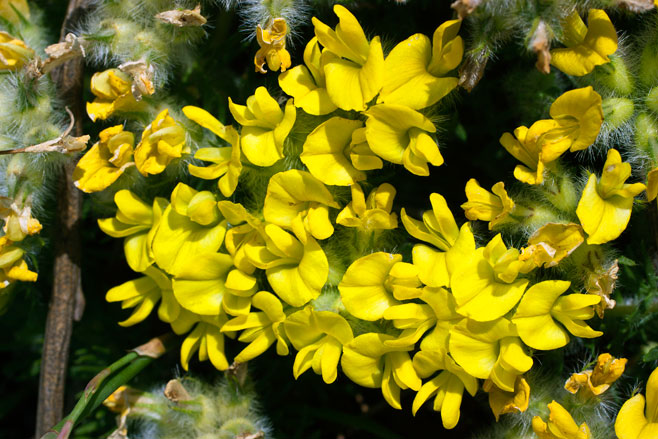 Lotononis hirsuta