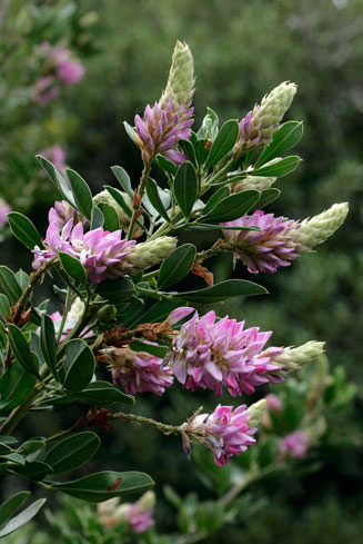 Indigofera cytisoides