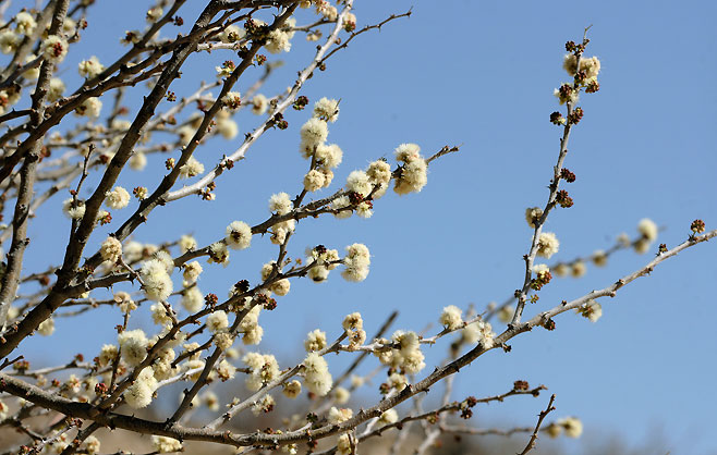 Acacia mellifera (Black thorn)