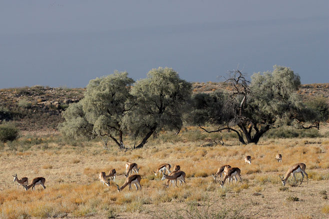 Acacia haematoxylon