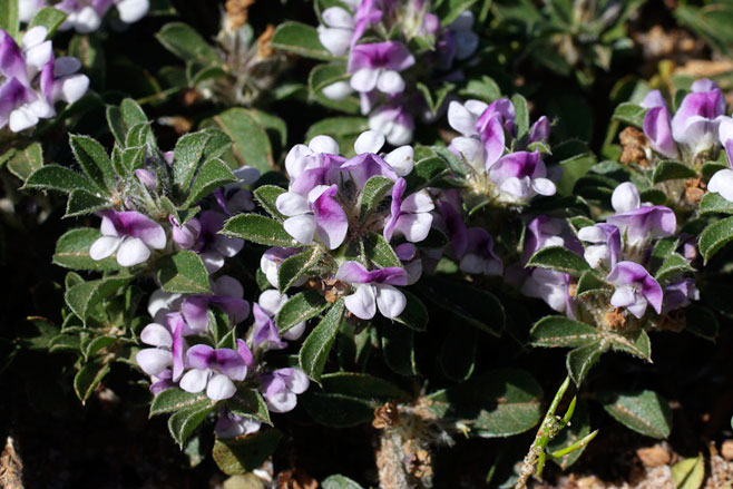 Otholobium virgatum
