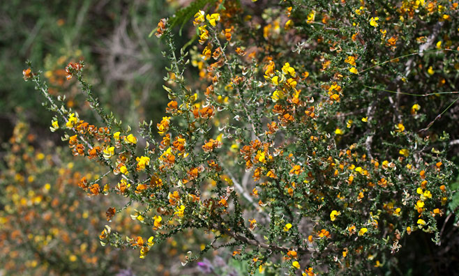 Aspalathus divaricata   
