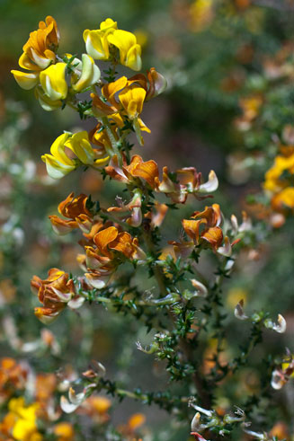 Aspalathus divaricata   