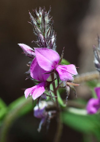 Indigofera cecilii