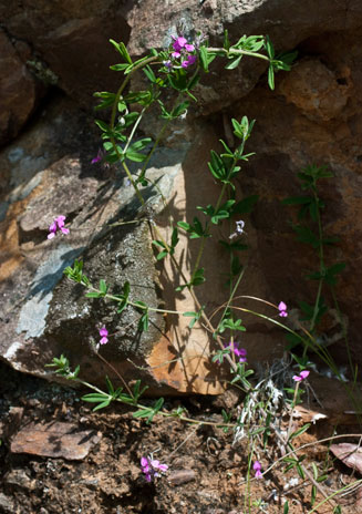 Indigofera cecilii
