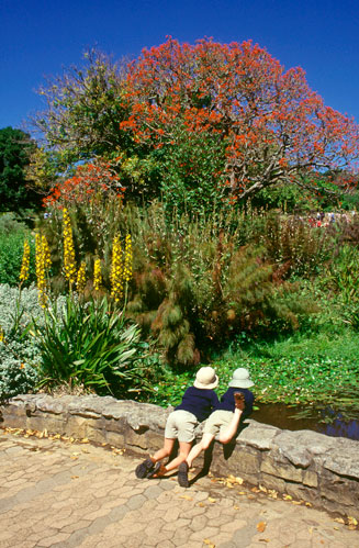 Erythrina lysistemon (Sacred coral tree, Common coral-tree)