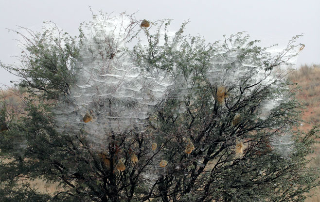 Acacia erioloba (Camel thorn)