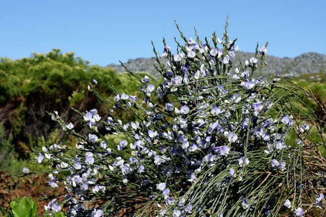Psoralea aphylla