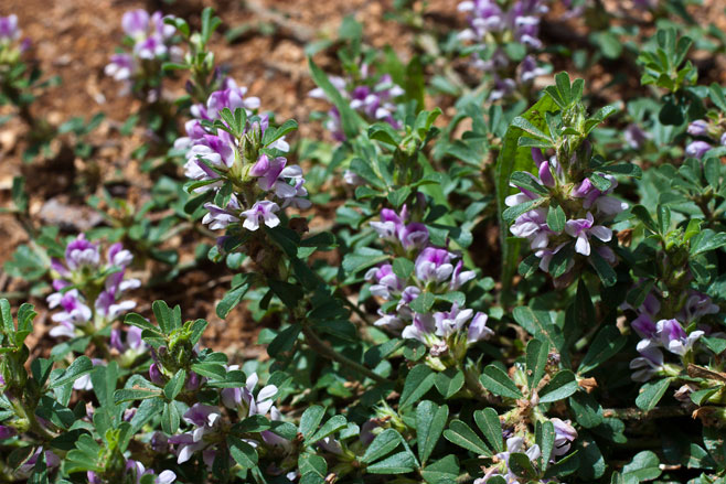 Otholobium virgatum