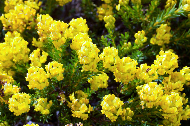 Aspalathus callosa 