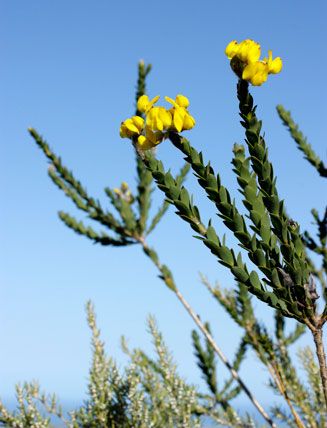 Liparia hirsuta 