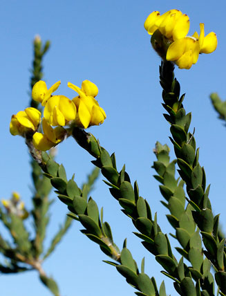 Liparia hirsuta 