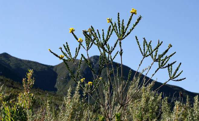 Liparia hirsuta 