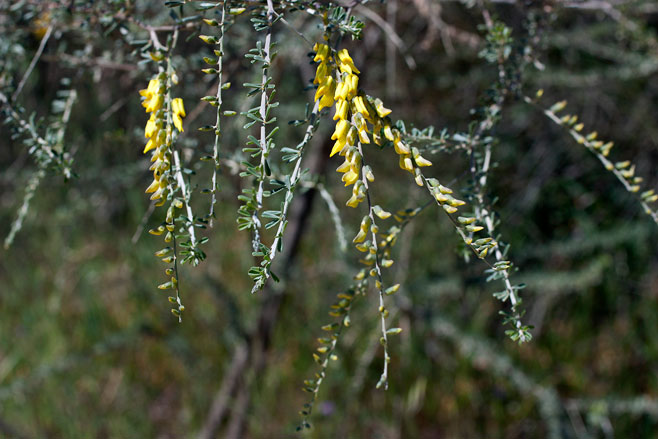 Wiborgia obcordata