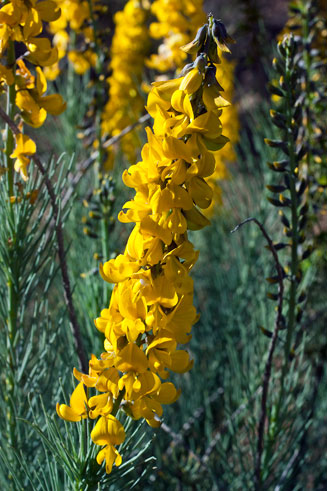Lebeckia sepiaria 