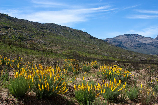 Lebeckia sepiaria 