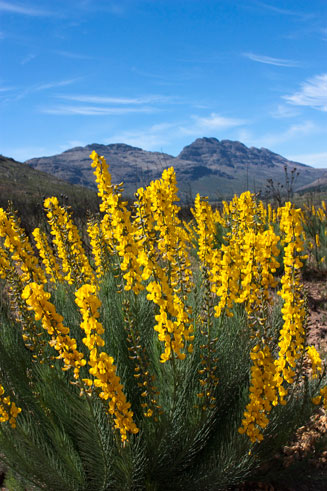 Lebeckia sepiaria 