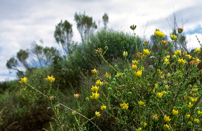 Aspalathus tridentata