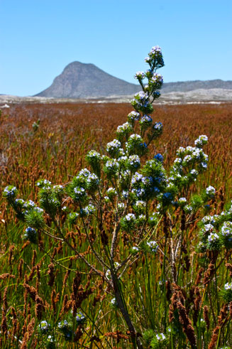 Psoralea pinnata