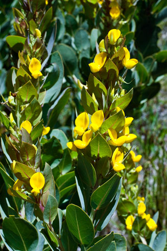 Rafnia triflora