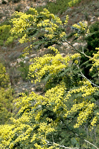 Acacia dealbata (Silver wattle)