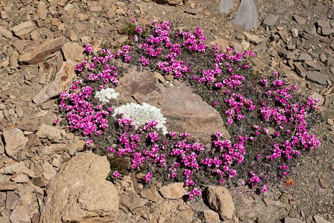 Indigofera meyeriana
