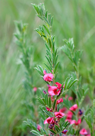 Indigofera hilaris