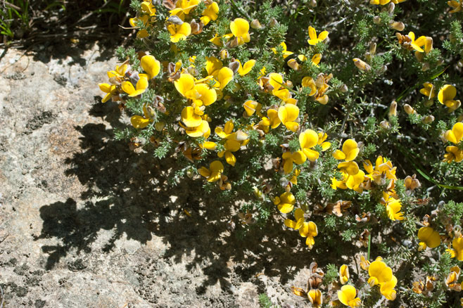 Aspalathus chortophila 