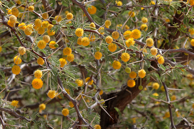 Acacia haematoxylon