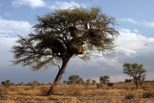 Acacia erioloba (Camel thorn)