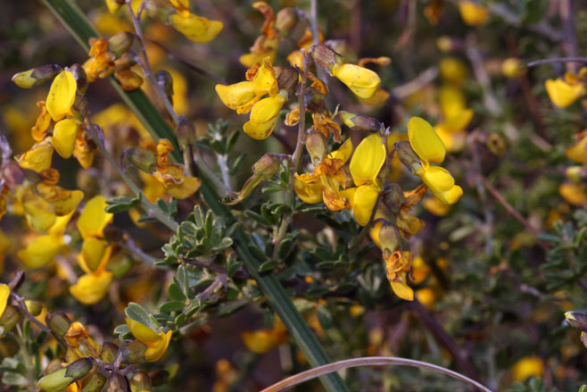 Wiborgiella leipoldtiana 