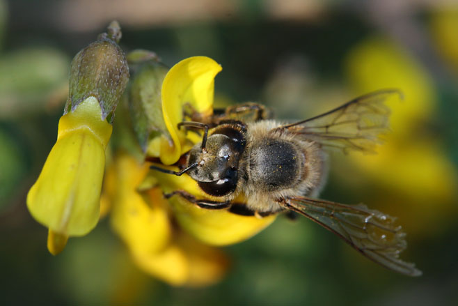 Wiborgiella leipoldtiana 