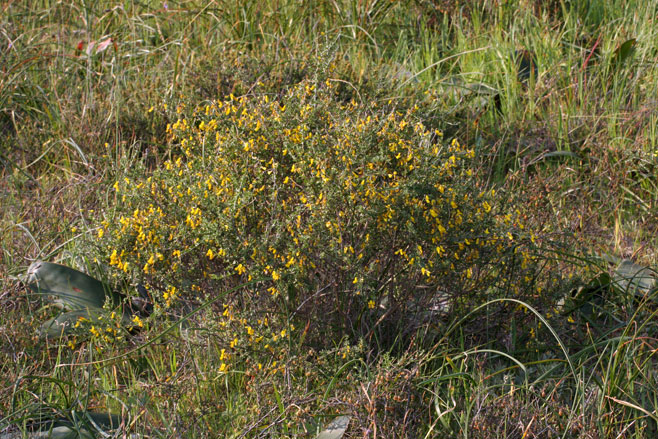 Wiborgiella leipoldtiana 