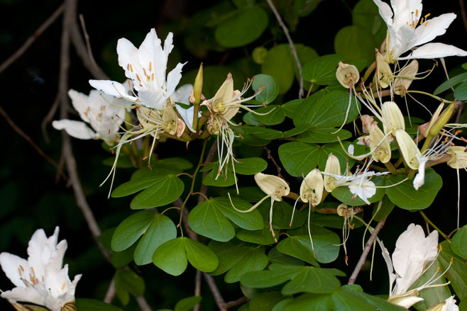 Bauhinia bowkeri (Kei neat's foot)