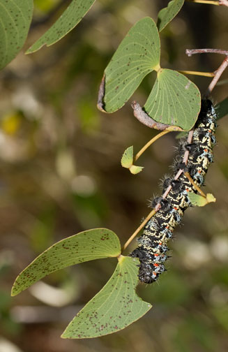 Colophospermum mopane (Mopane, Mopani, Turpentine tree)