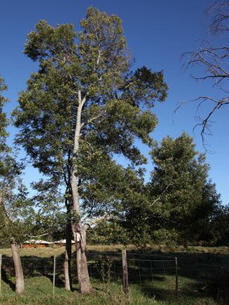 Acacia melanoxylon (Australian blackwood)