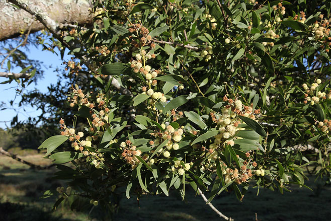 Acacia melanoxylon (Australian blackwood)