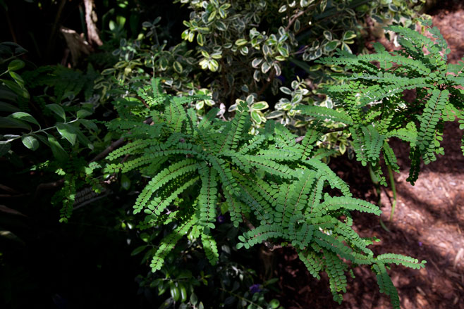 Sophora microphylla