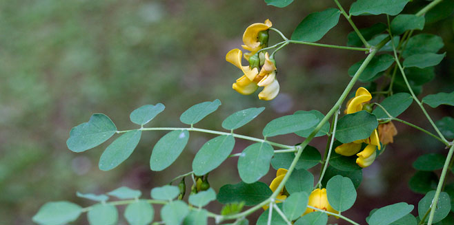 Colutea arborescens