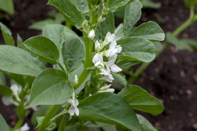 Vicia faba (Broad Bean, Faba Bean, Horse Bean, Tic Bean)