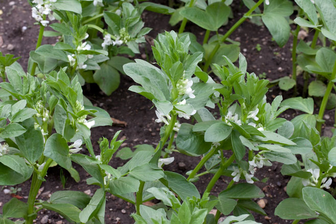 Vicia faba (Broad Bean, Faba Bean, Horse Bean, Tic Bean)