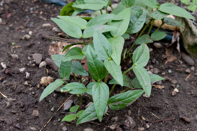Cicer arietinum (Chickpea)