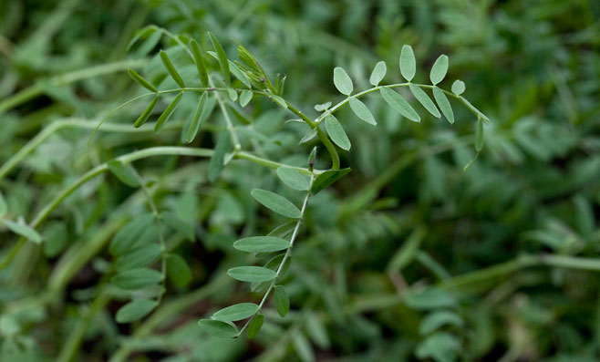 Lens culinaris (Lentil)