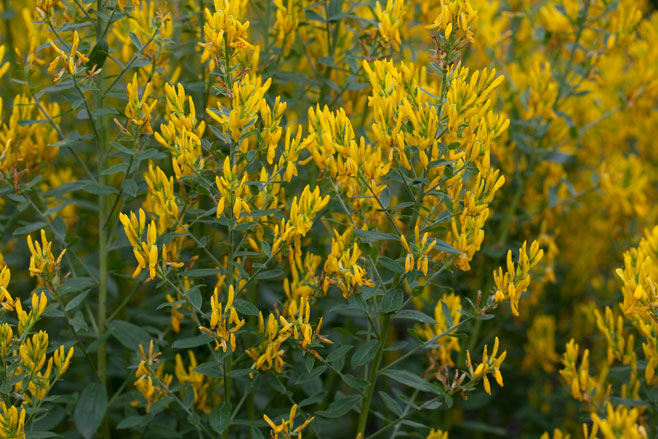 Genista tinctoria (Dyers' greenweed)