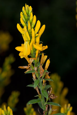 Genista tinctoria (Dyers' greenweed)