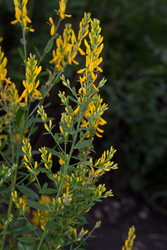 Genista tinctoria (Dyers' greenweed)