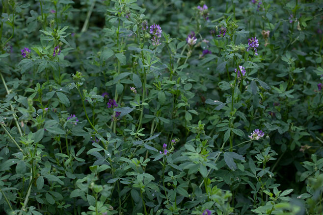 Medicago sativa (Alfalfa, Lucerne, Medic)