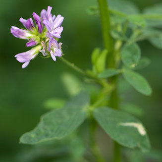 Medicago sativa (Alfalfa, Lucerne, Medic)