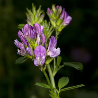 Medicago sativa (Alfalfa, Lucerne, Medic)