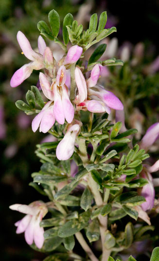 Indigofera brachystachya 
